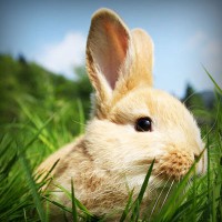 /album/ildiko-oldala/photolia-a03-jpg/